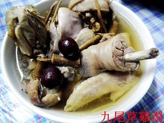 狗尾草雞湯