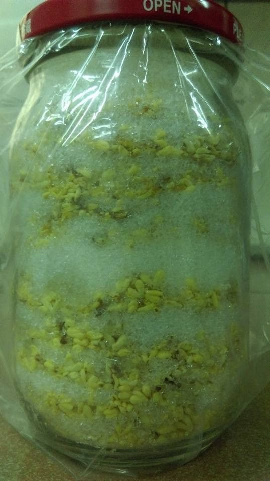 自製桂花釀