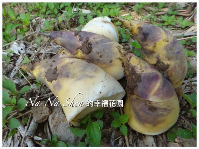 告訴你，綠竹筍怎麼挑？怎麼吃？