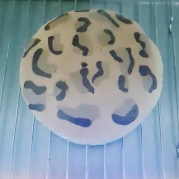 豹紋海綿蛋糕