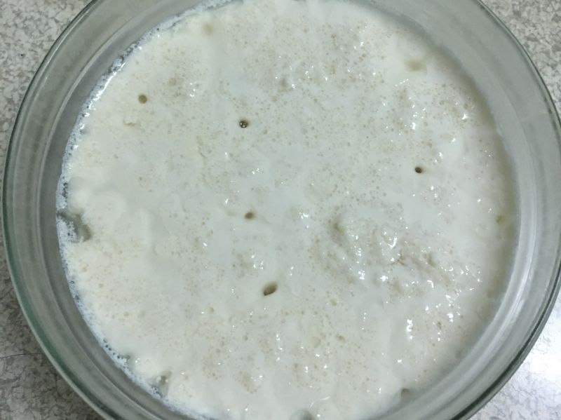克菲爾菌（豆漿）