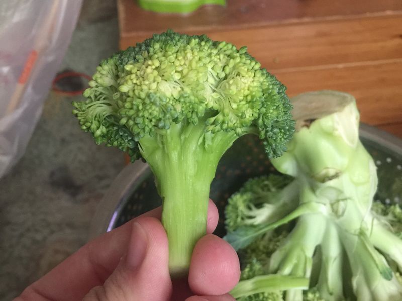 花椰菜剝絲