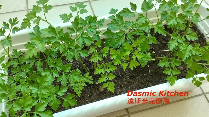 ⟪義大利香芹⟫栽培及料理 ~附實作影片