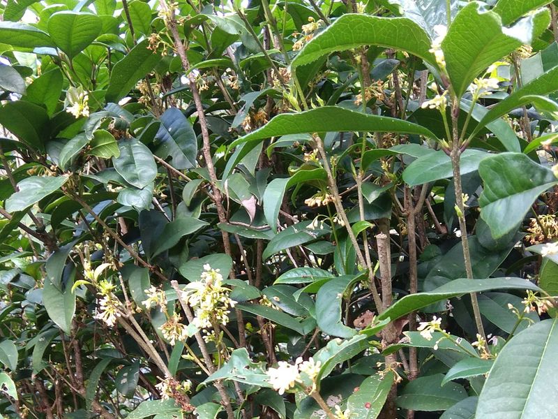 桂花釀