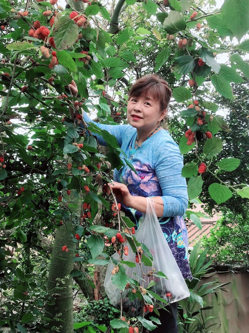桑椹果醬