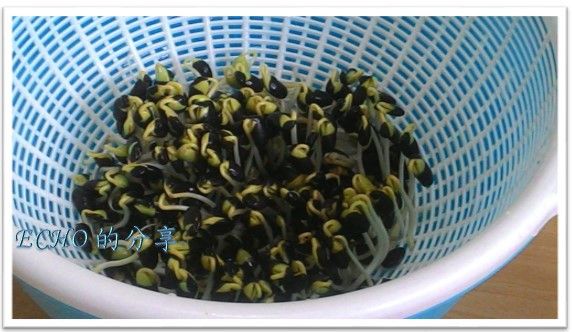 一起來孵豆芽吧!之黑豆芽菜