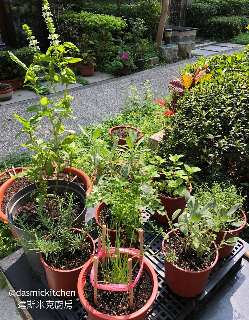 香草栽培及料理