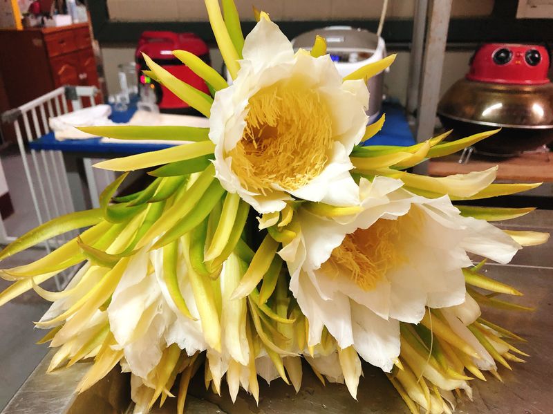 清炒薑絲火龍果花