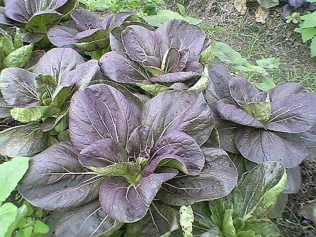 紫色青江菜
