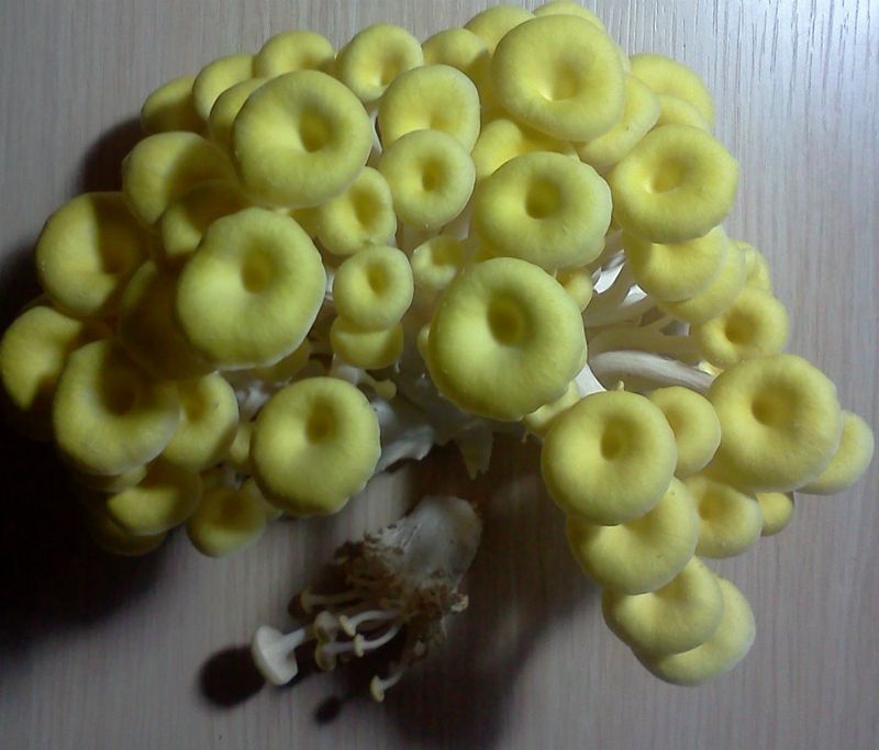 黑胡椒黃金菇什錦燒