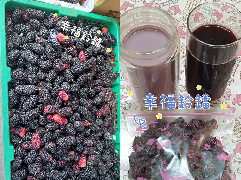 DIY桑椹濃縮原汁&蜜餞