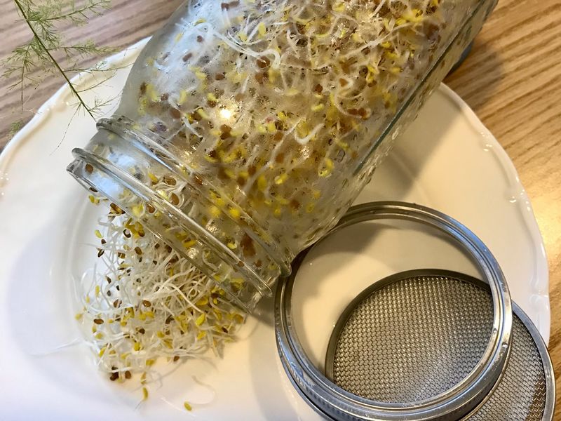 苜宿芽DIY（網蓋梅森罐32oz寬口）