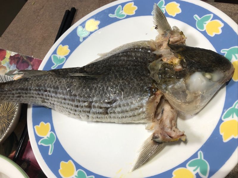 潮州凍烏頭魚