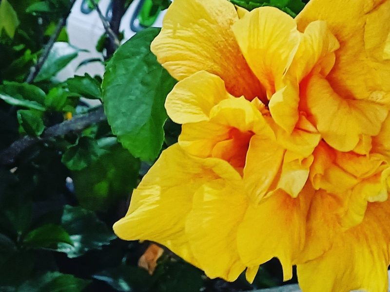 芹菜炒魷魚
