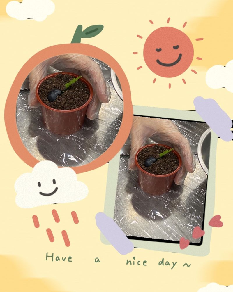 巧克力慕斯