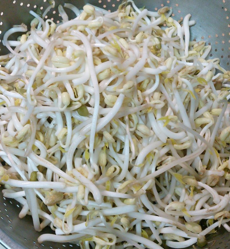 茶壺孵豆芽
