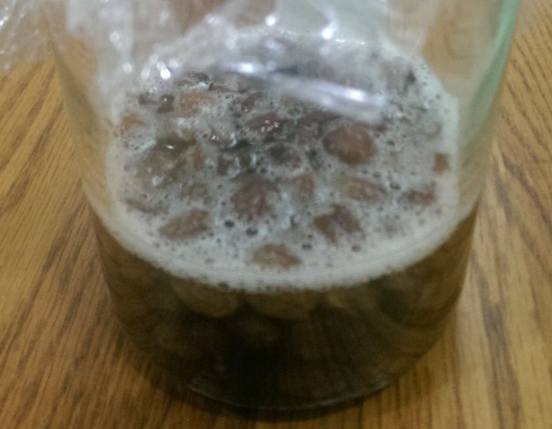 葡萄菌種