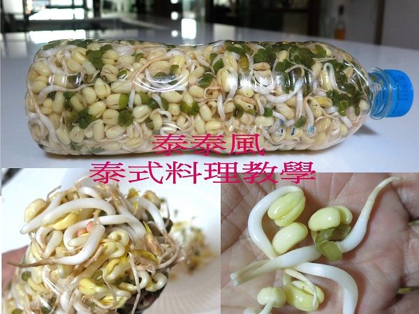 ♦泰泰風♦沒有漂白劑的豆芽教有味道!