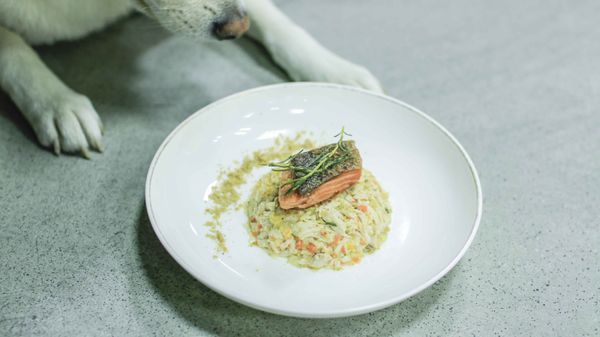 ［CoCo寵物鮮食］不挑食！迷迭香煎鮭魚