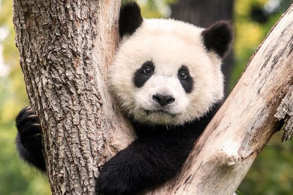 椒鹽企鵝椒鹽企鵝椒鹽企鵝椒鹽企鵝椒鹽企鵝