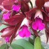 ZSROSE