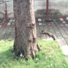 a醬