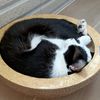 貓媽小廚房