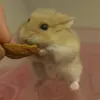 胖鼠的鍋
