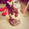 katze