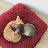 老公減肥中