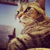 Cat Mint