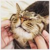 張生料理研究室