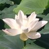 原緣圓