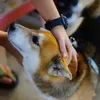 賴素華