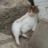 喵餓了＝0＝