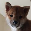 蔣龐嚴選 