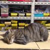 LoveCat1214