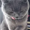 肥肥貓