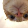ChiChun Hung