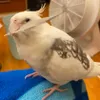 P助太愛吃