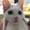 茄子米廚房