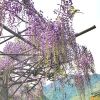 小肥雞日本生活一鍋料理