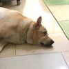 鄭宇棠