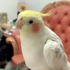 Raegan 比利時生活