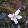 油桐花