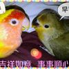 陳芷若