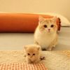 胖噠妻の美味日記