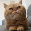 加菲的B計畫料理