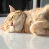 Catty