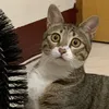 梅子媽媽